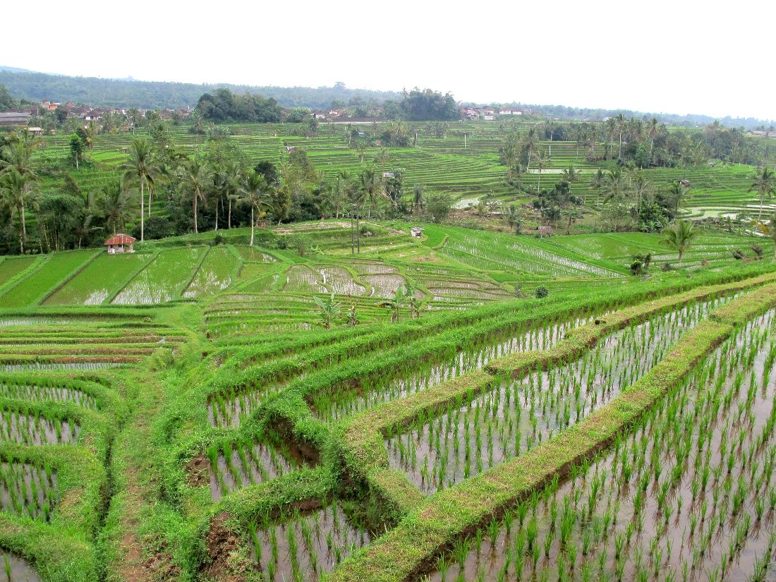 Rizieres de Bali