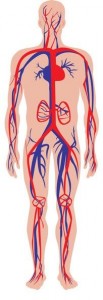 illustration of the human circulatory or cardiovascular system